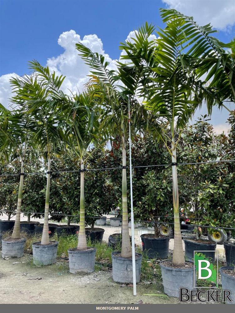 veitchia-arecina-veitchia-montgomeryana-montgomery-palm-veitchia-macdanielsii