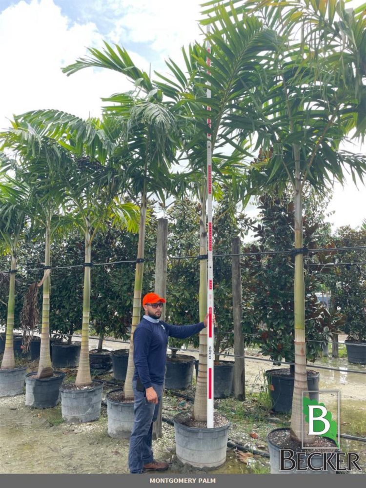 veitchia-arecina-veitchia-montgomeryana-montgomery-palm-veitchia-macdanielsii