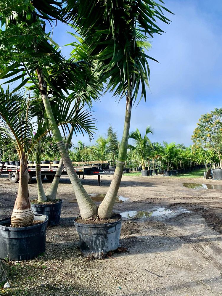 veitchia-arecina-veitchia-montgomeryana-montgomery-palm-veitchia-macdanielsii