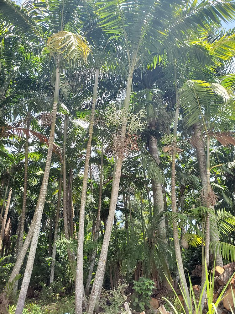 veitchia-arecina-veitchia-montgomeryana-montgomery-palm-veitchia-macdanielsii