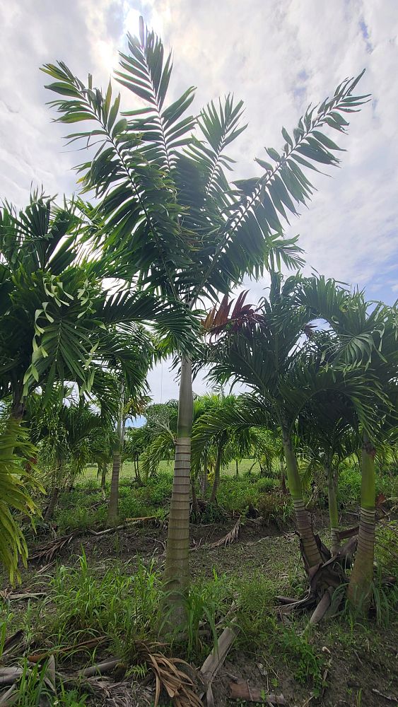 veitchia-arecina-veitchia-montgomeryana-montgomery-palm-veitchia-macdanielsii