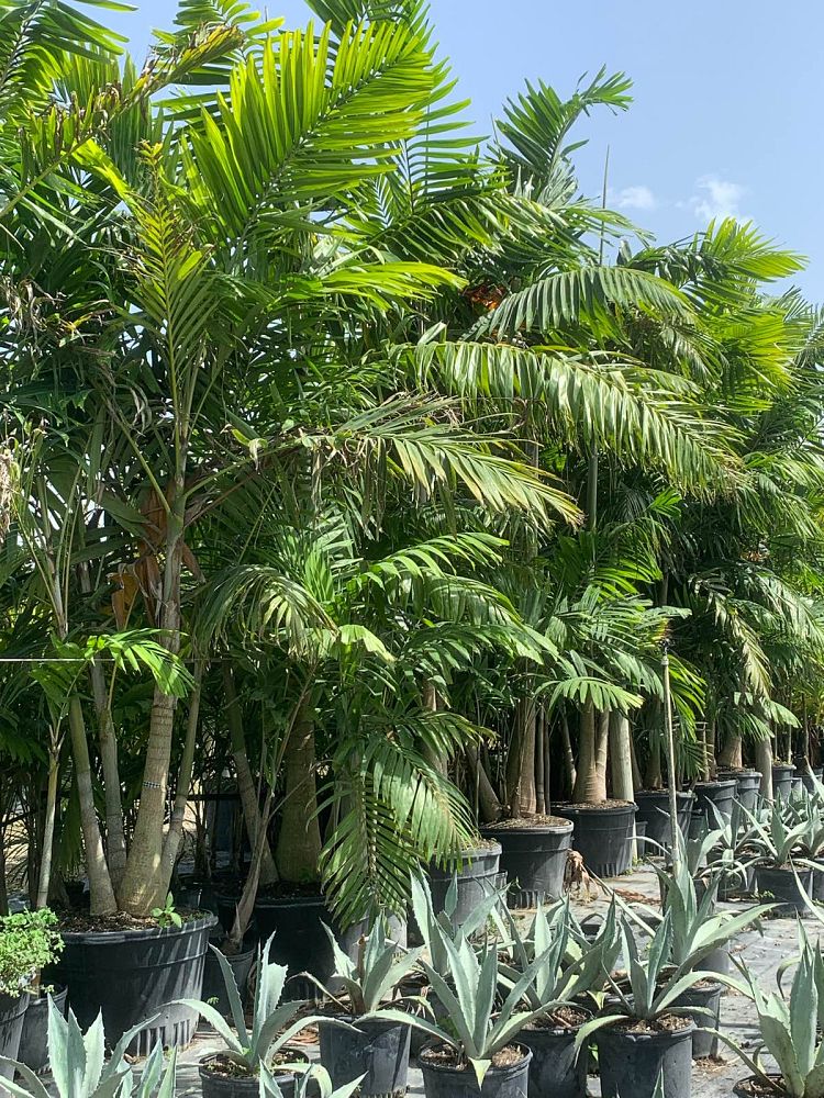 veitchia-arecina-veitchia-montgomeryana-montgomery-palm-veitchia-macdanielsii