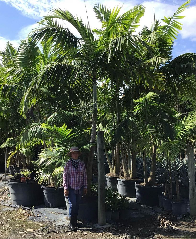 veitchia-arecina-veitchia-montgomeryana-montgomery-palm-veitchia-macdanielsii