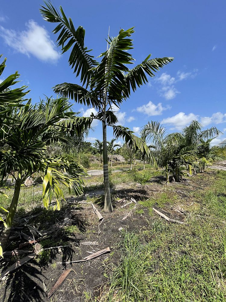 veitchia-arecina-veitchia-montgomeryana-montgomery-palm-veitchia-macdanielsii