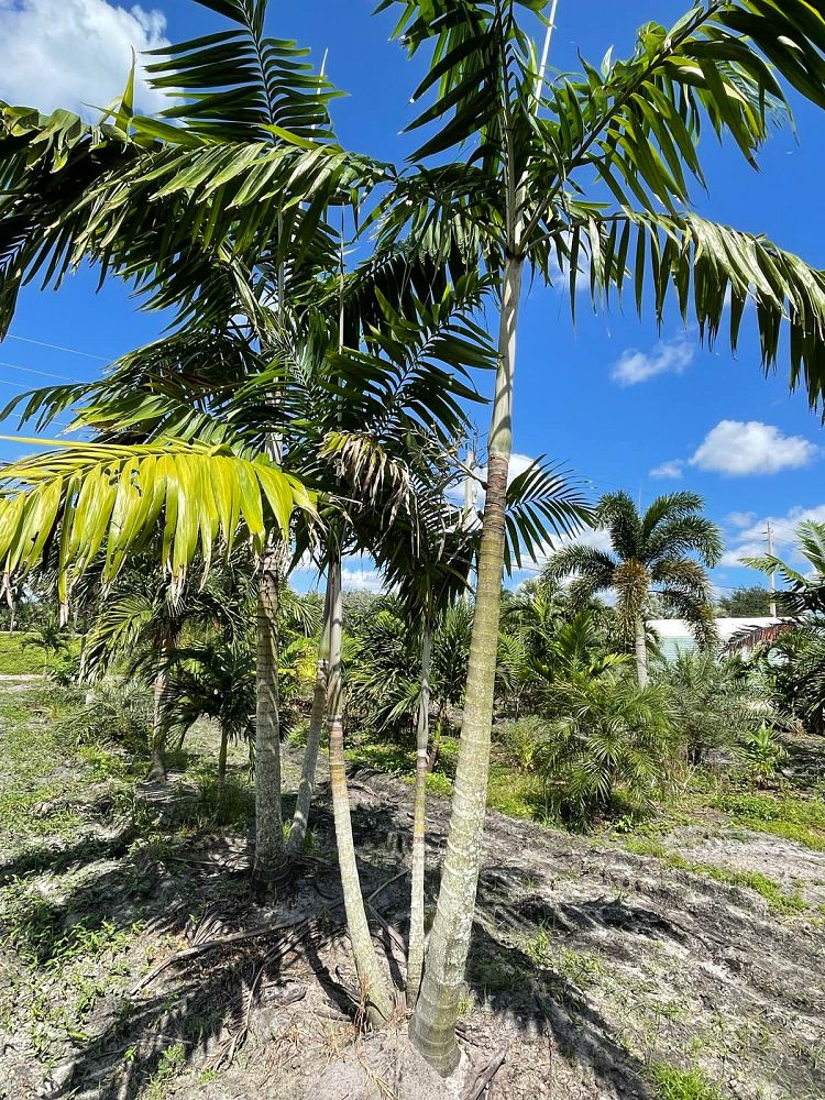 veitchia-arecina-veitchia-montgomeryana-montgomery-palm-veitchia-macdanielsii