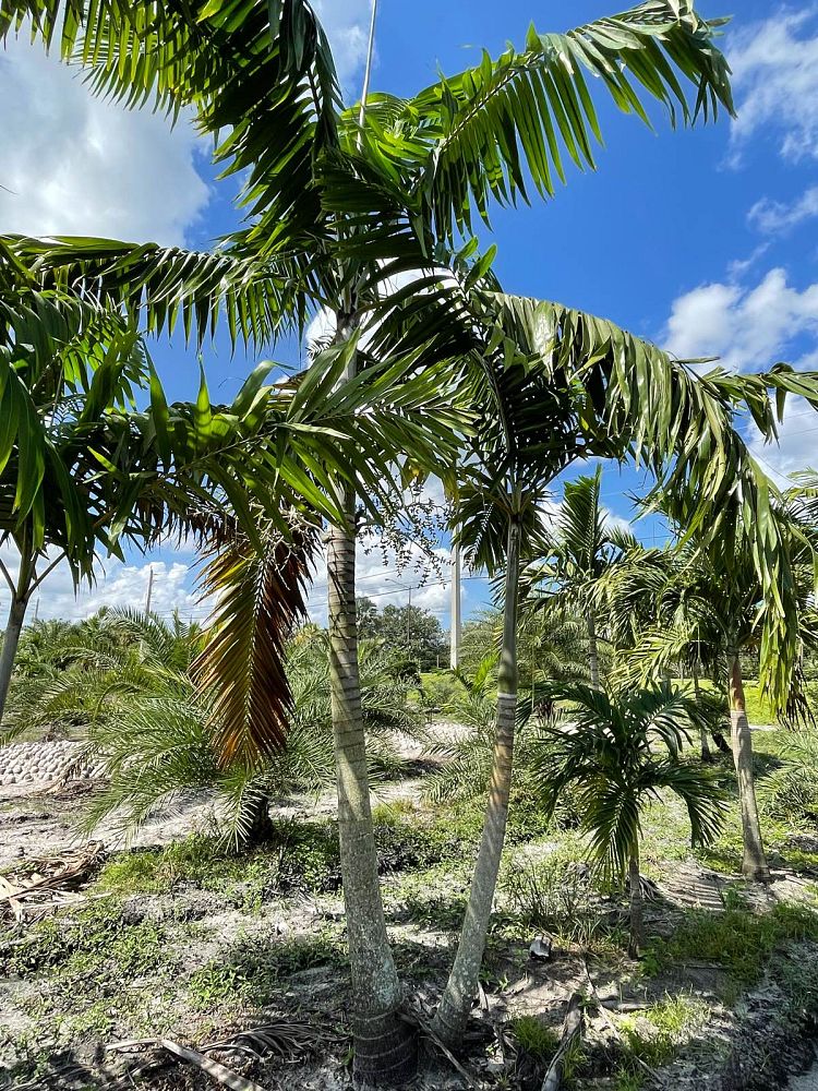 veitchia-arecina-veitchia-montgomeryana-montgomery-palm-veitchia-macdanielsii