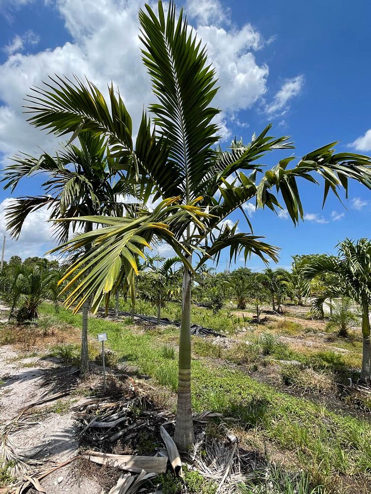 veitchia-arecina-veitchia-montgomeryana-montgomery-palm-veitchia-macdanielsii