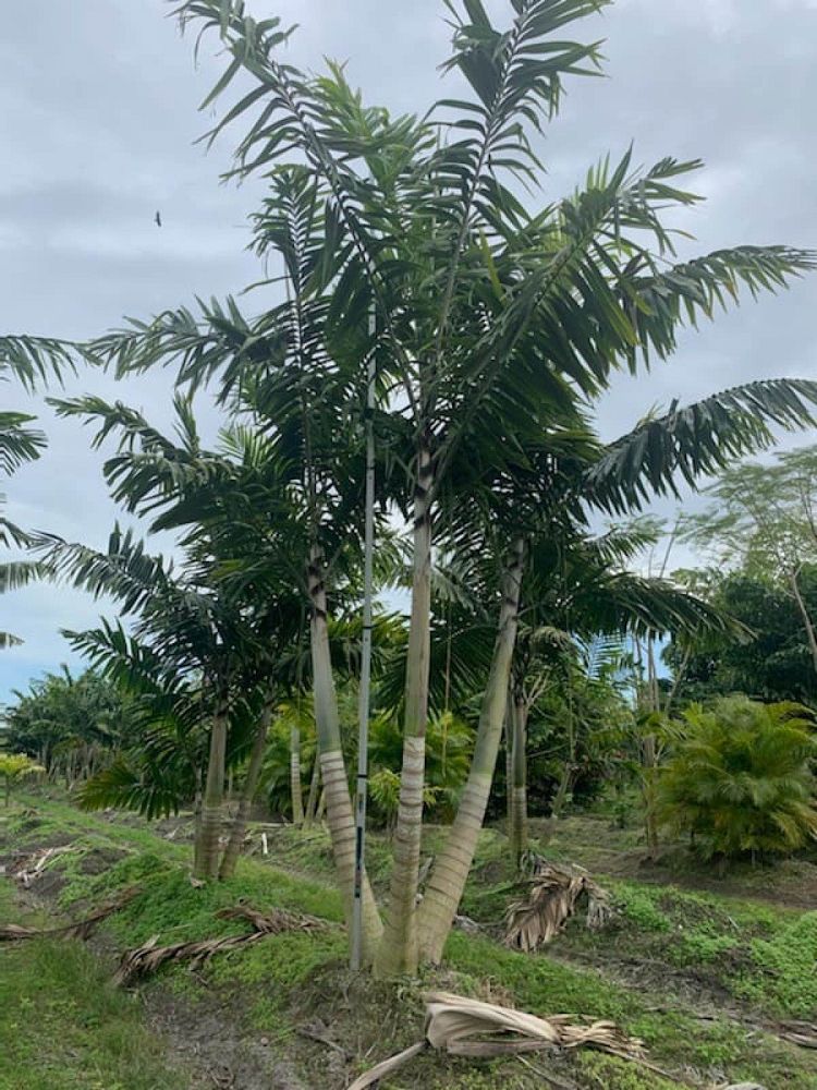 veitchia-arecina-veitchia-montgomeryana-montgomery-palm-veitchia-macdanielsii