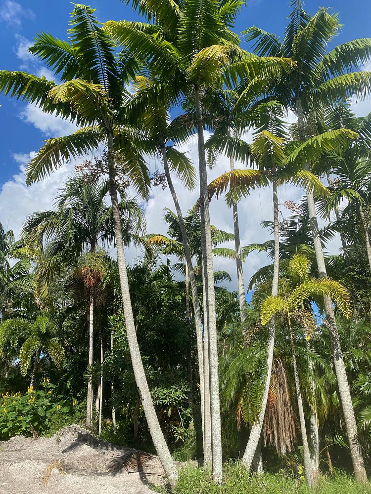 veitchia-arecina-veitchia-montgomeryana-montgomery-palm-veitchia-macdanielsii