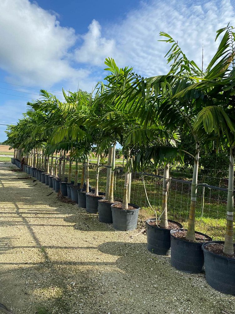 veitchia-arecina-veitchia-montgomeryana-montgomery-palm-veitchia-macdanielsii