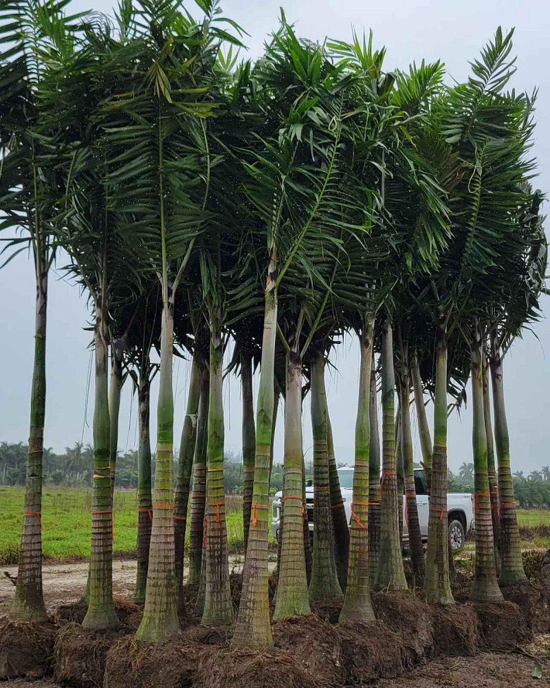 veitchia-arecina-veitchia-montgomeryana-montgomery-palm-veitchia-macdanielsii
