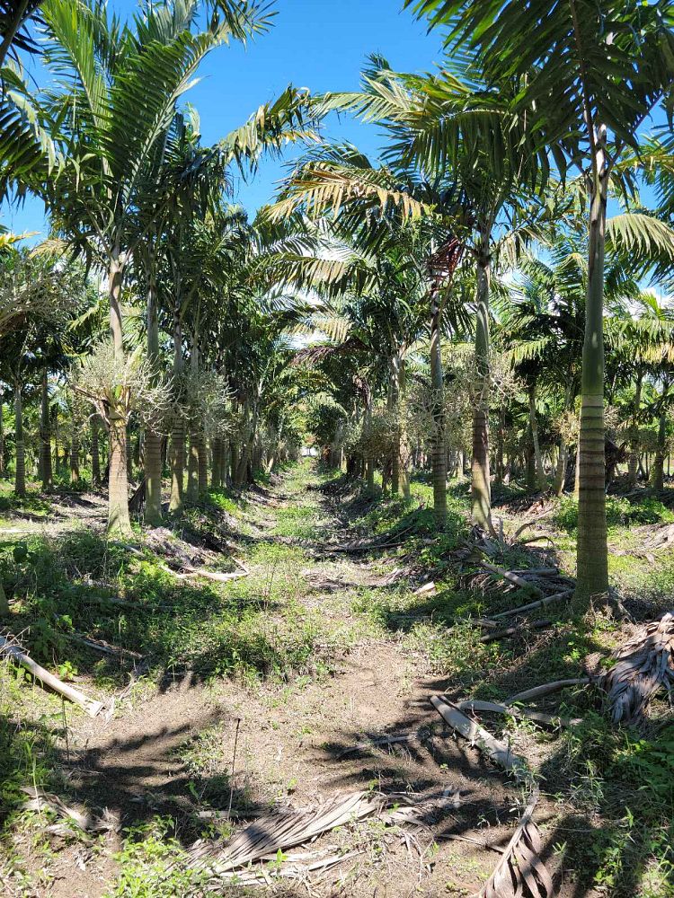 veitchia-arecina-veitchia-montgomeryana-montgomery-palm-veitchia-macdanielsii
