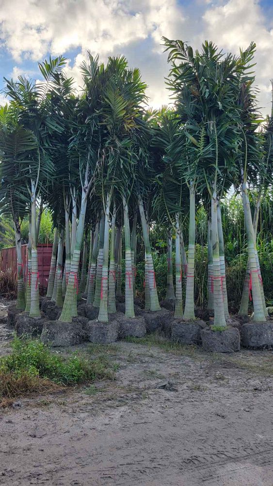 veitchia-arecina-veitchia-montgomeryana-montgomery-palm-veitchia-macdanielsii