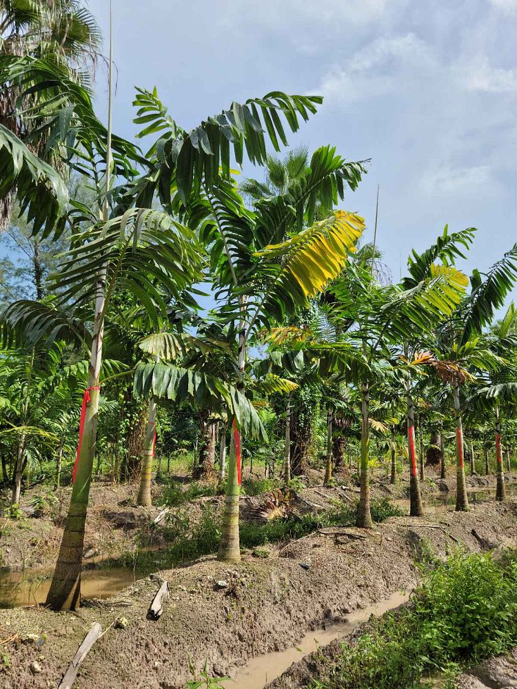 veitchia-arecina-veitchia-montgomeryana-montgomery-palm-veitchia-macdanielsii