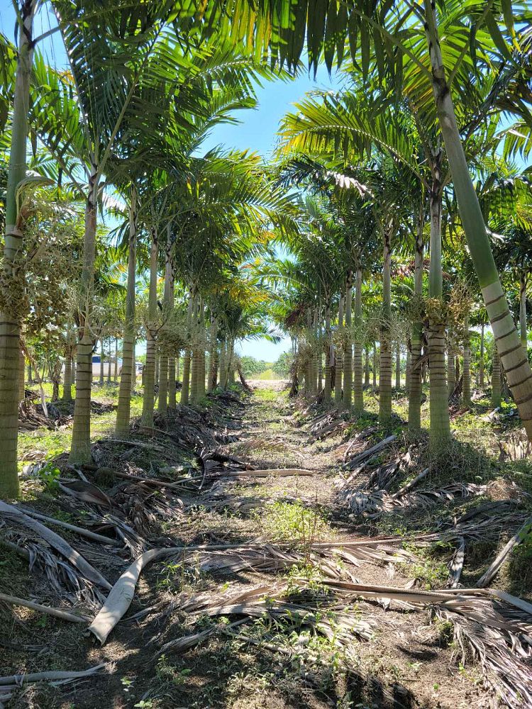 veitchia-arecina-veitchia-montgomeryana-montgomery-palm-veitchia-macdanielsii