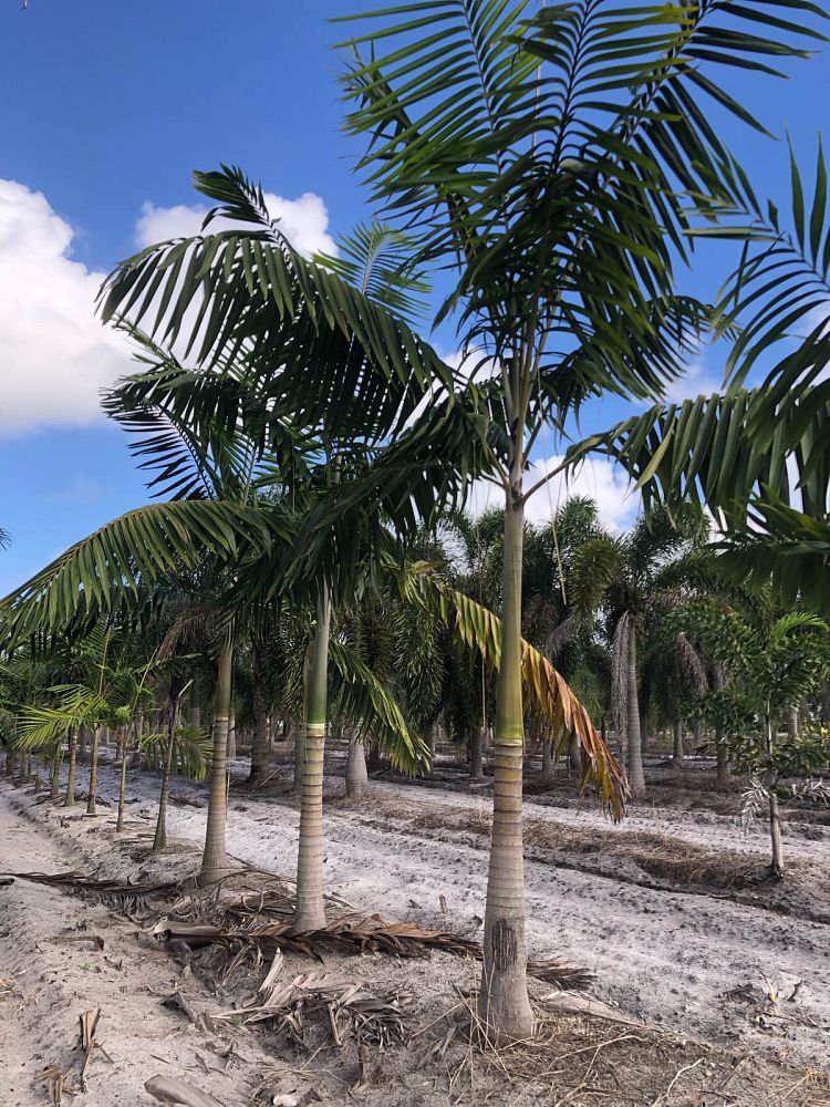 veitchia-arecina-veitchia-montgomeryana-montgomery-palm-veitchia-macdanielsii