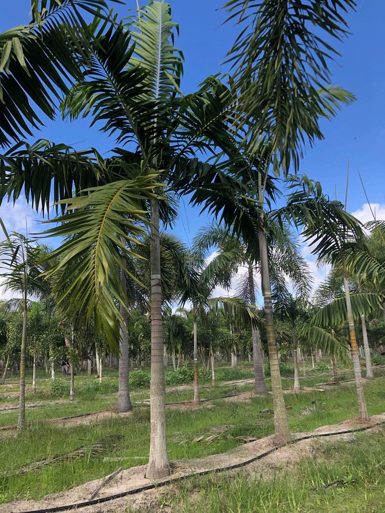 veitchia-arecina-veitchia-montgomeryana-montgomery-palm-veitchia-macdanielsii