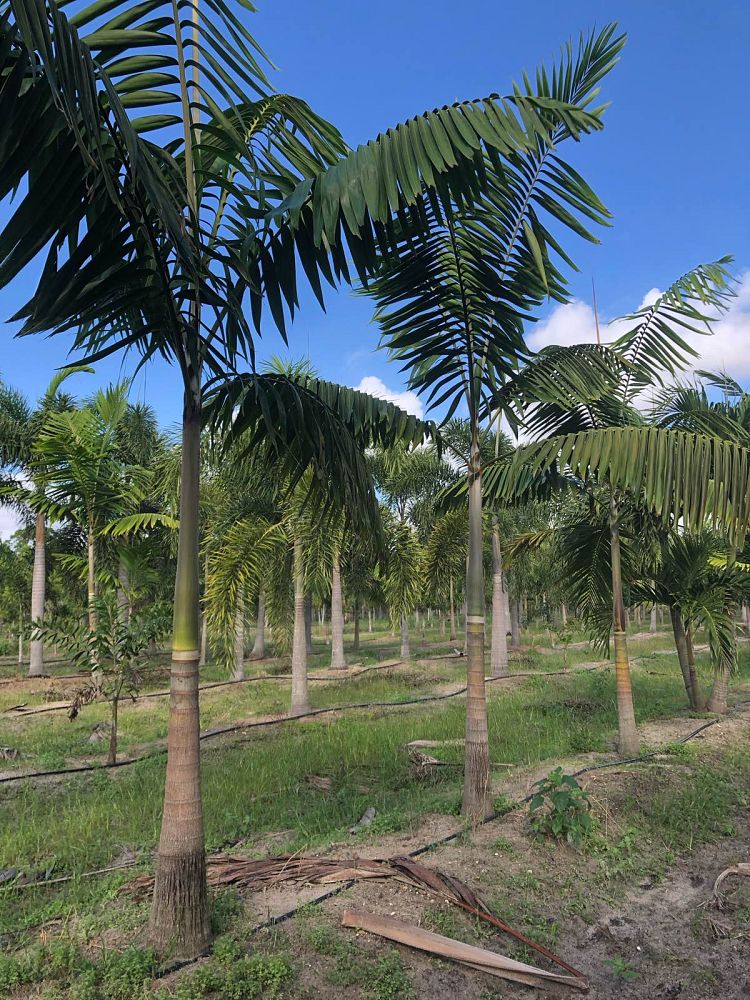 veitchia-arecina-veitchia-montgomeryana-montgomery-palm-veitchia-macdanielsii