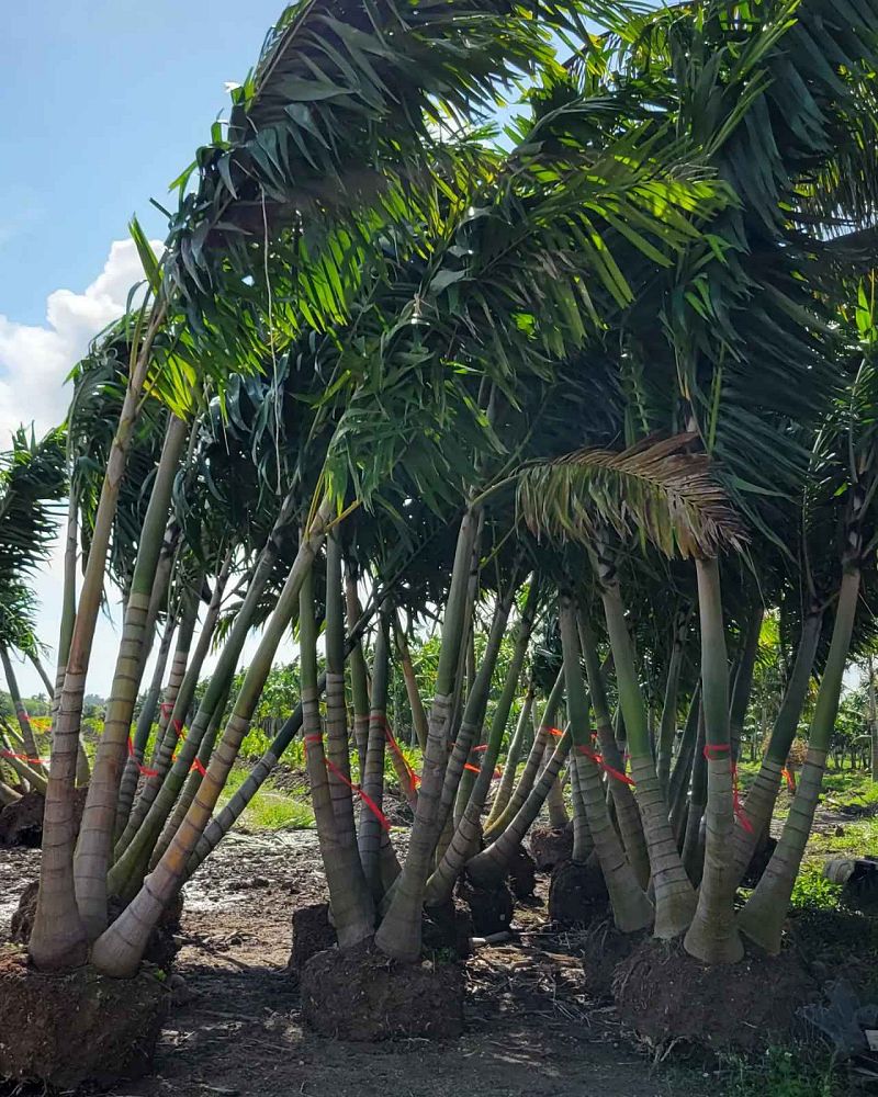 veitchia-arecina-veitchia-montgomeryana-montgomery-palm-veitchia-macdanielsii