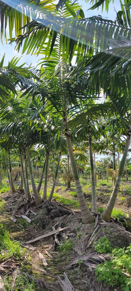 veitchia-arecina-veitchia-montgomeryana-montgomery-palm-veitchia-macdanielsii