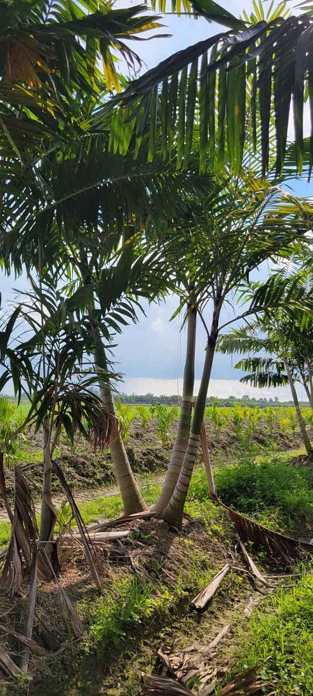 veitchia-arecina-veitchia-montgomeryana-montgomery-palm-veitchia-macdanielsii
