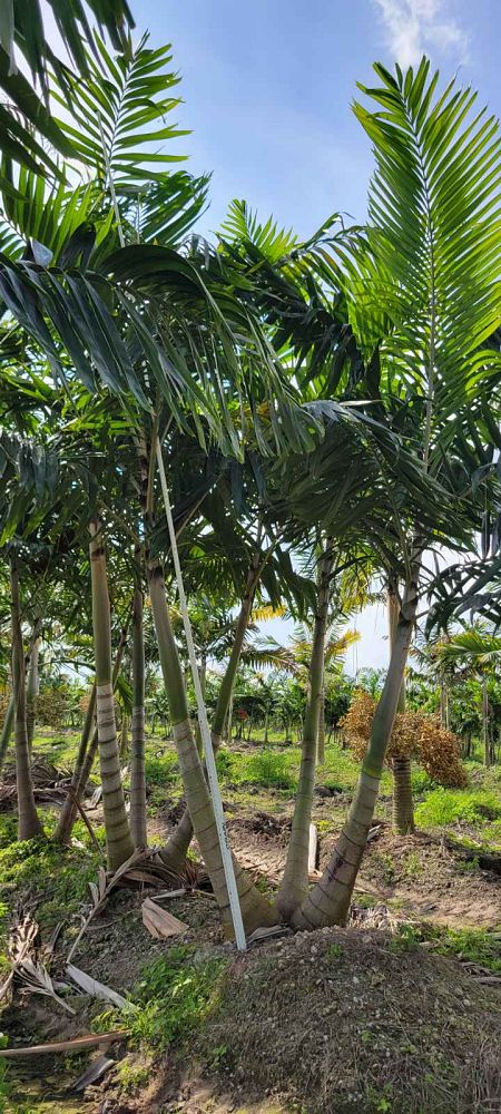 veitchia-arecina-veitchia-montgomeryana-montgomery-palm-veitchia-macdanielsii