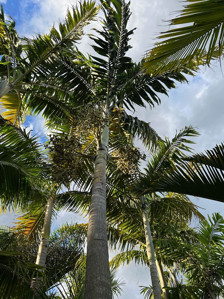 veitchia-arecina-veitchia-montgomeryana-montgomery-palm-veitchia-macdanielsii