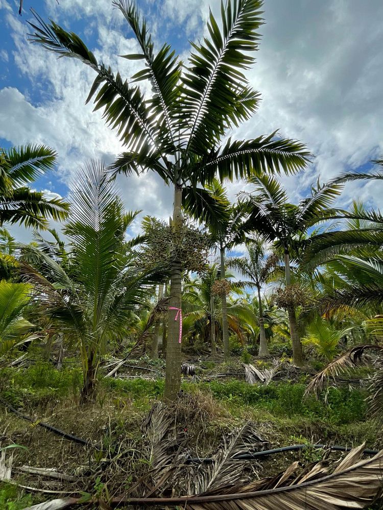 veitchia-arecina-veitchia-montgomeryana-montgomery-palm-veitchia-macdanielsii