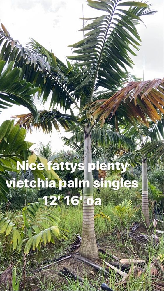 veitchia-arecina-veitchia-montgomeryana-montgomery-palm-veitchia-macdanielsii