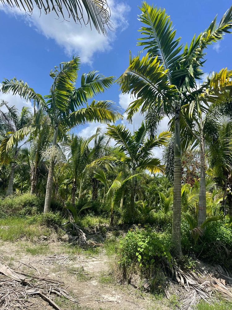 veitchia-arecina-veitchia-montgomeryana-montgomery-palm-veitchia-macdanielsii