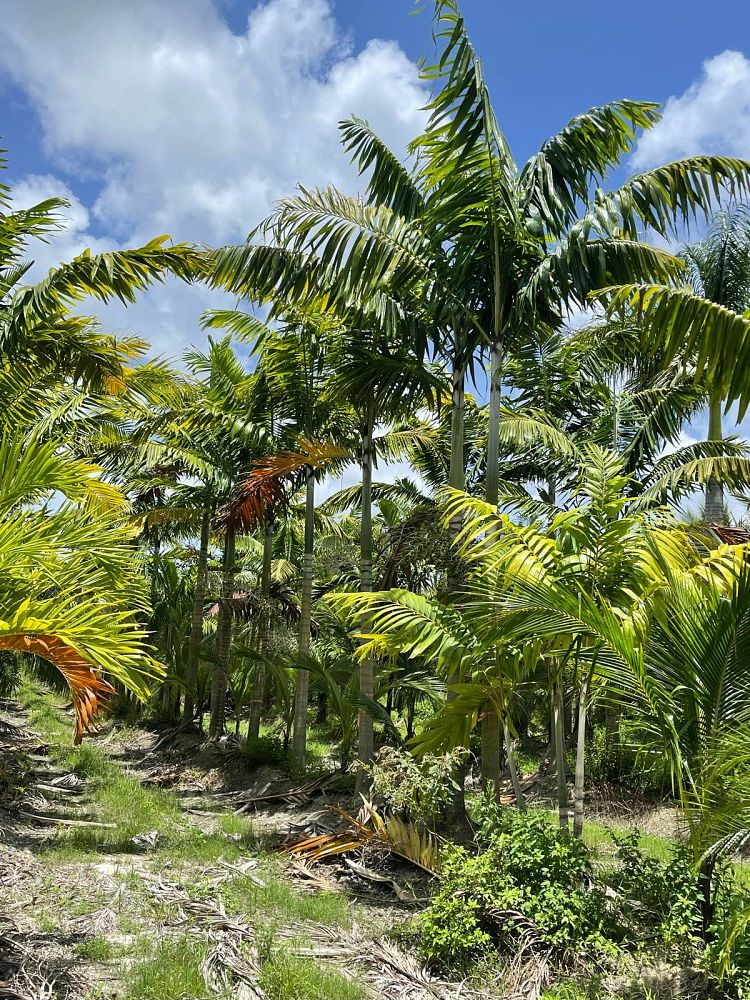 veitchia-arecina-veitchia-montgomeryana-montgomery-palm-veitchia-macdanielsii