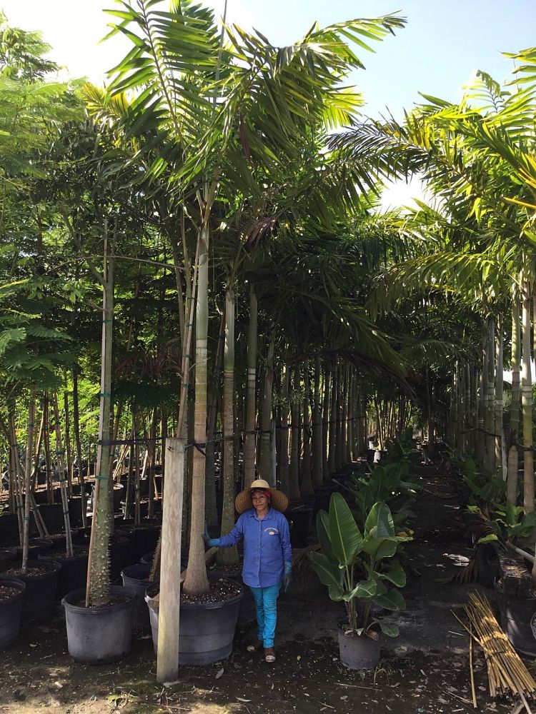veitchia-arecina-veitchia-montgomeryana-montgomery-palm-veitchia-macdanielsii