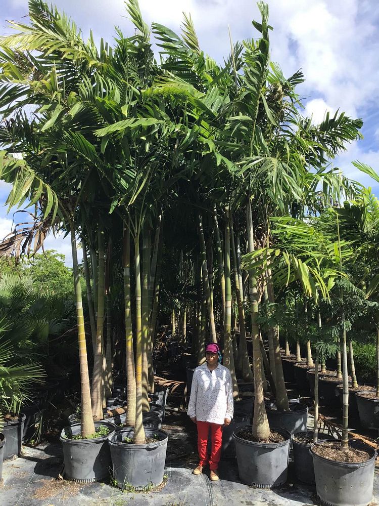 veitchia-arecina-veitchia-montgomeryana-montgomery-palm-veitchia-macdanielsii