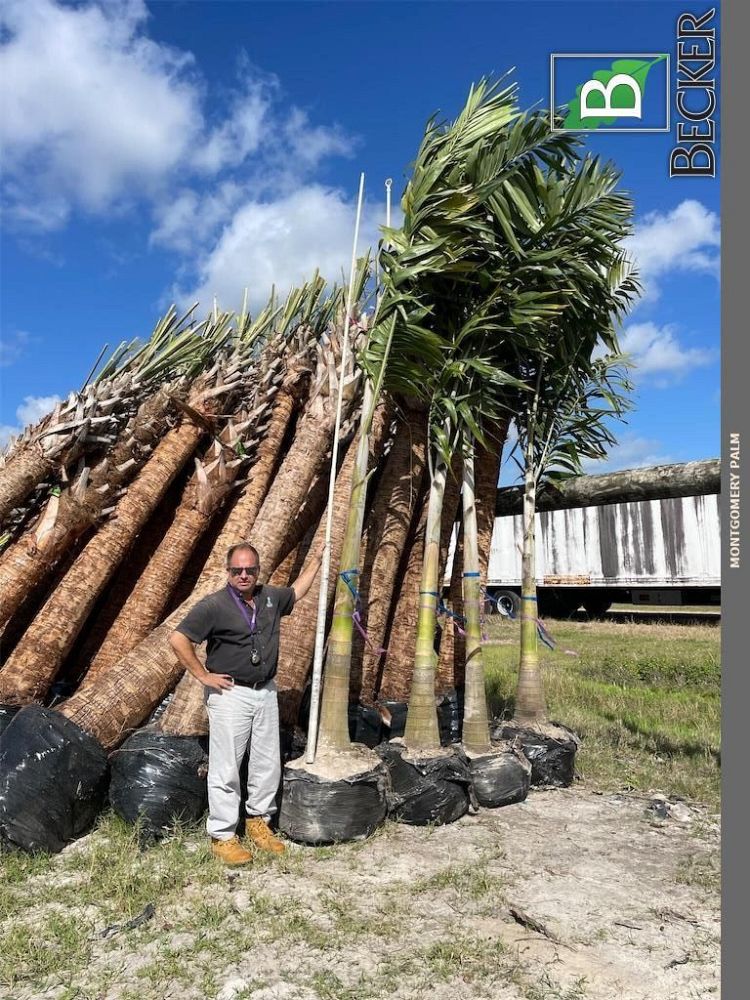 veitchia-arecina-veitchia-montgomeryana-montgomery-palm-veitchia-macdanielsii