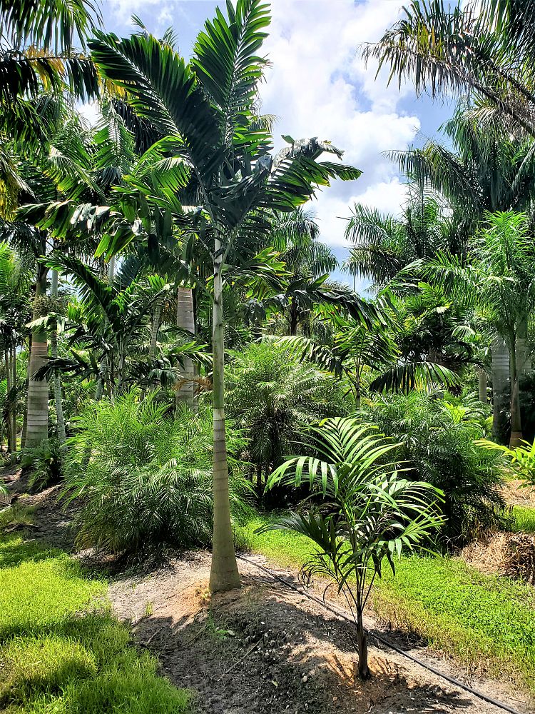 veitchia-arecina-veitchia-montgomeryana-montgomery-palm-veitchia-macdanielsii