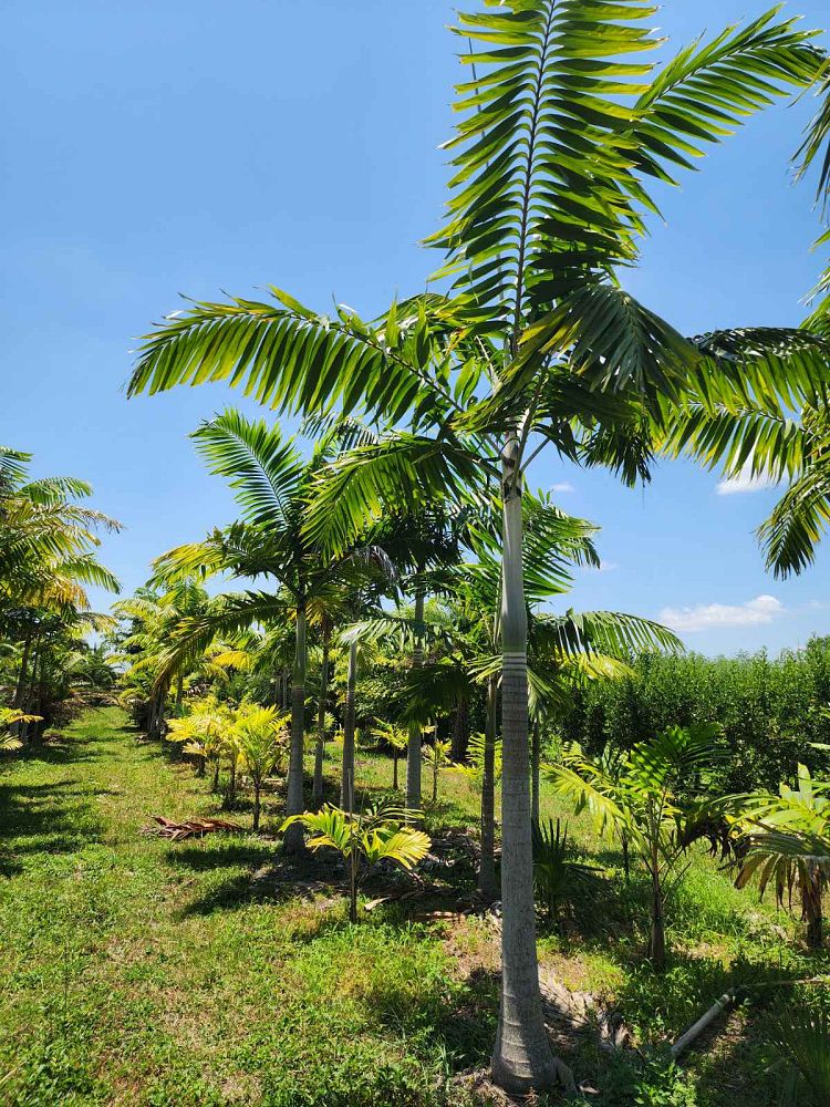 veitchia-arecina-veitchia-montgomeryana-montgomery-palm-veitchia-macdanielsii