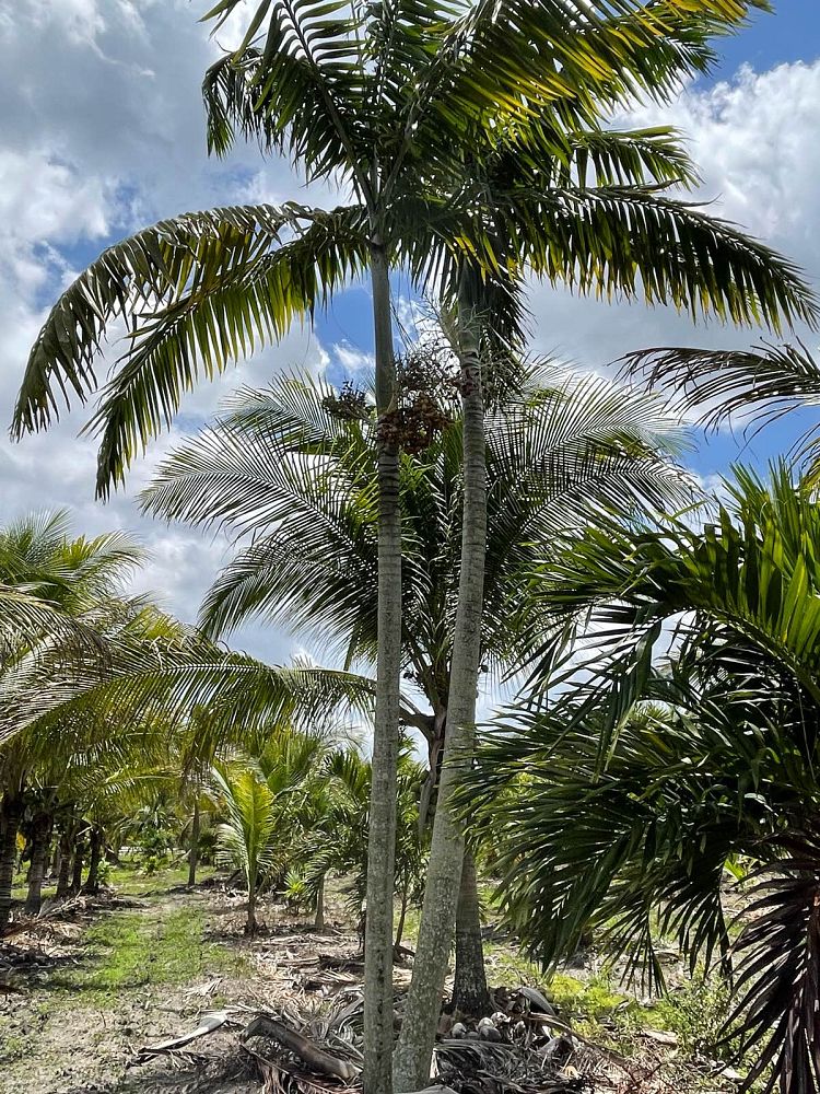 veitchia-arecina-veitchia-montgomeryana-montgomery-palm-veitchia-macdanielsii