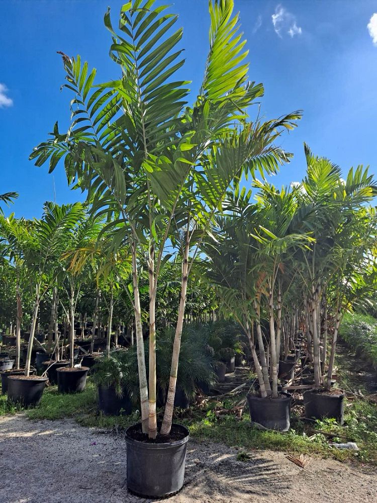 veitchia-arecina-veitchia-montgomeryana-montgomery-palm-veitchia-macdanielsii