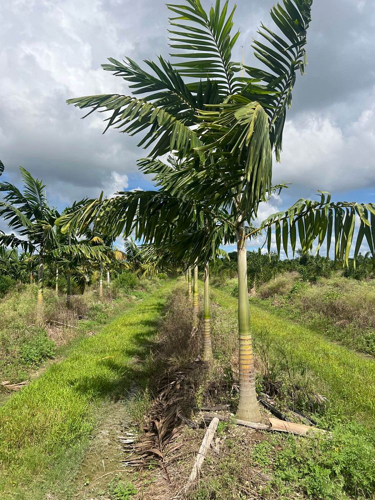 veitchia-arecina-veitchia-montgomeryana-montgomery-palm-veitchia-macdanielsii