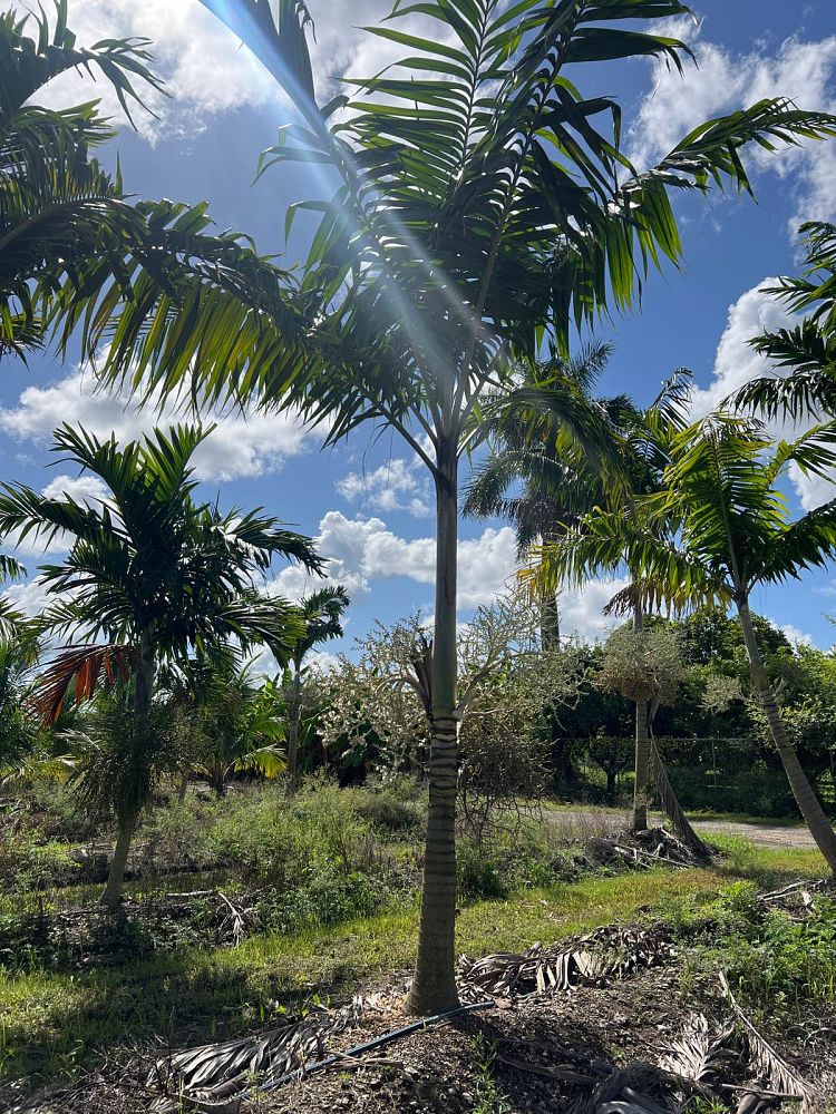 veitchia-arecina-veitchia-montgomeryana-montgomery-palm-veitchia-macdanielsii
