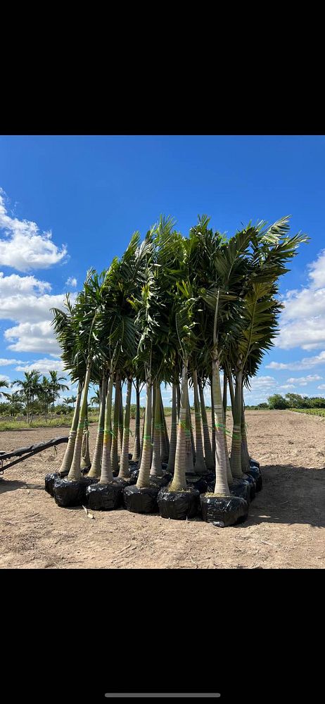 veitchia-arecina-veitchia-montgomeryana-montgomery-palm-veitchia-macdanielsii