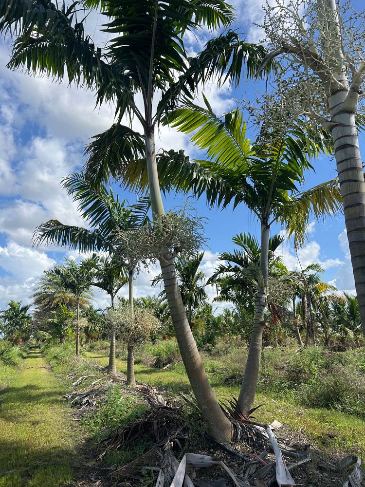 veitchia-arecina-veitchia-montgomeryana-montgomery-palm-veitchia-macdanielsii