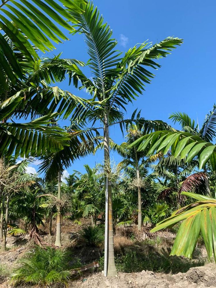 veitchia-arecina-veitchia-montgomeryana-montgomery-palm-veitchia-macdanielsii