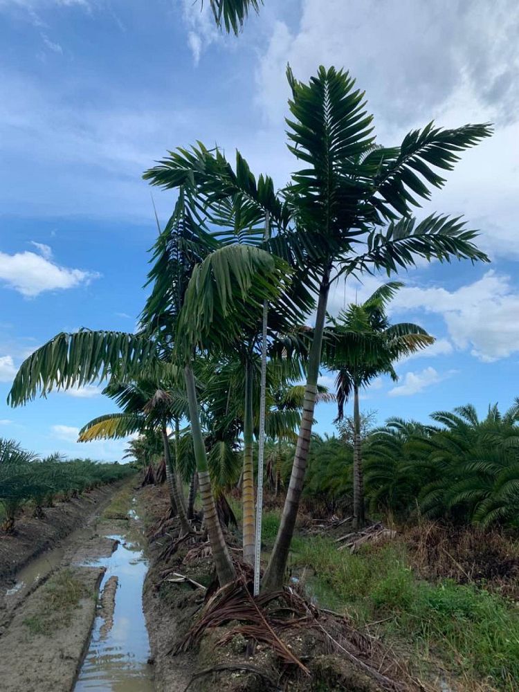 veitchia-arecina-veitchia-montgomeryana-montgomery-palm-veitchia-macdanielsii