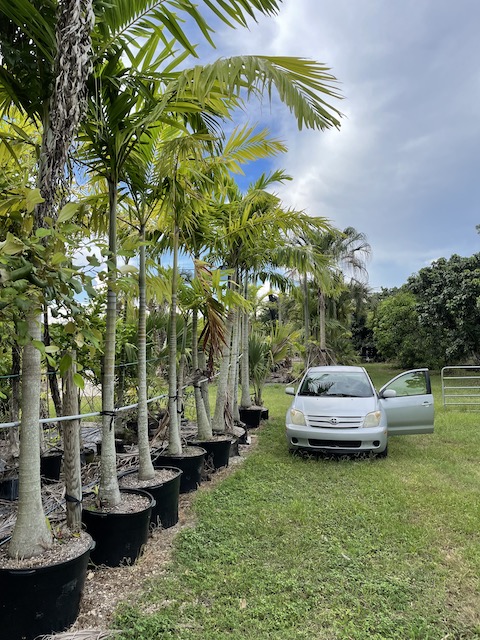 veitchia-arecina-veitchia-montgomeryana-montgomery-palm-veitchia-macdanielsii