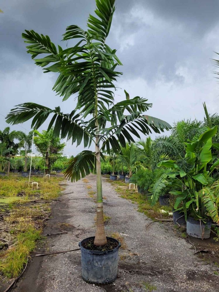 veitchia-arecina-veitchia-montgomeryana-montgomery-palm-veitchia-macdanielsii