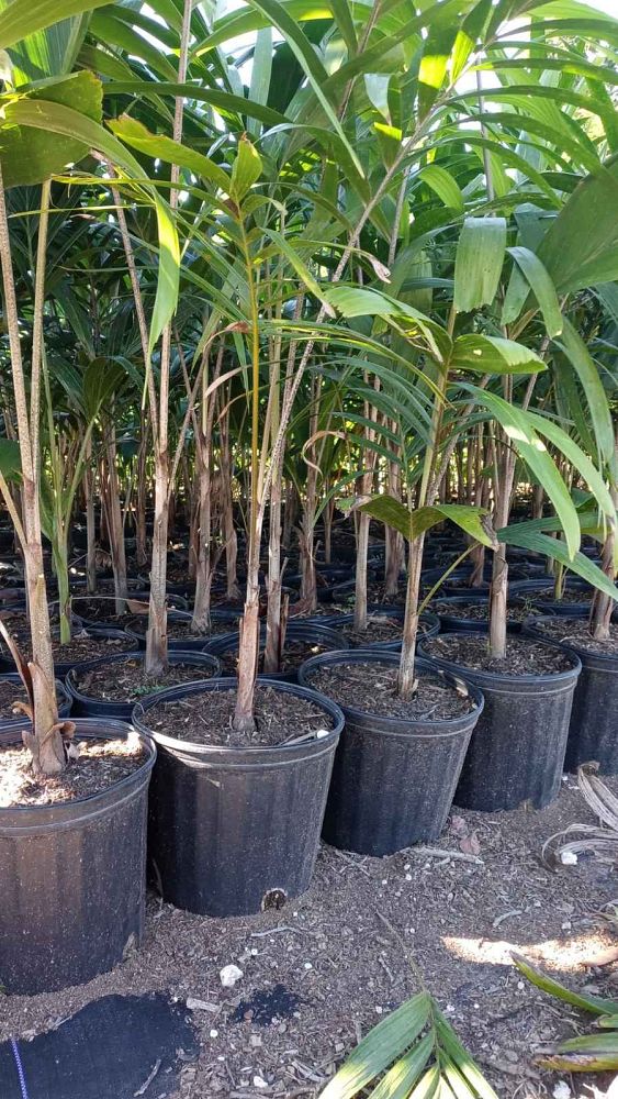 veitchia-arecina-veitchia-montgomeryana-montgomery-palm-veitchia-macdanielsii