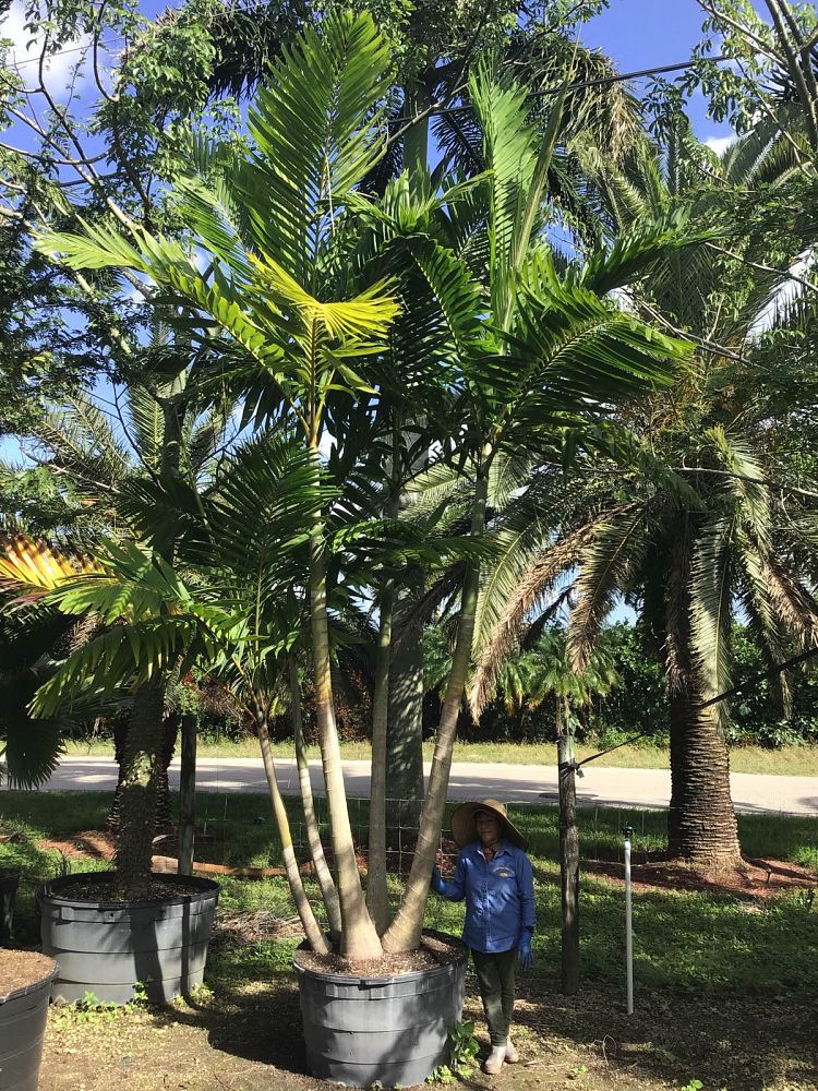 veitchia-arecina-veitchia-montgomeryana-montgomery-palm-veitchia-macdanielsii