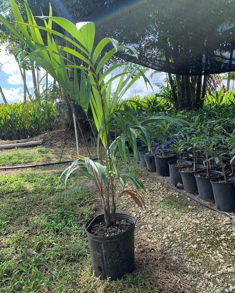 veitchia-arecina-veitchia-montgomeryana-montgomery-palm-veitchia-macdanielsii