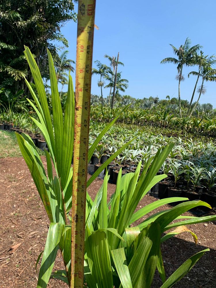 veitchia-arecina-veitchia-montgomeryana-montgomery-palm-veitchia-macdanielsii